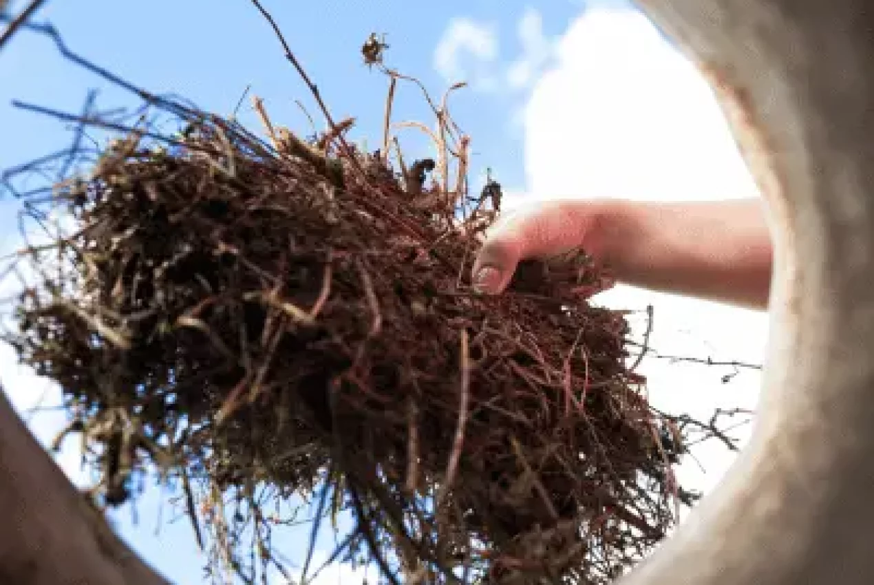 Compostable food packaging