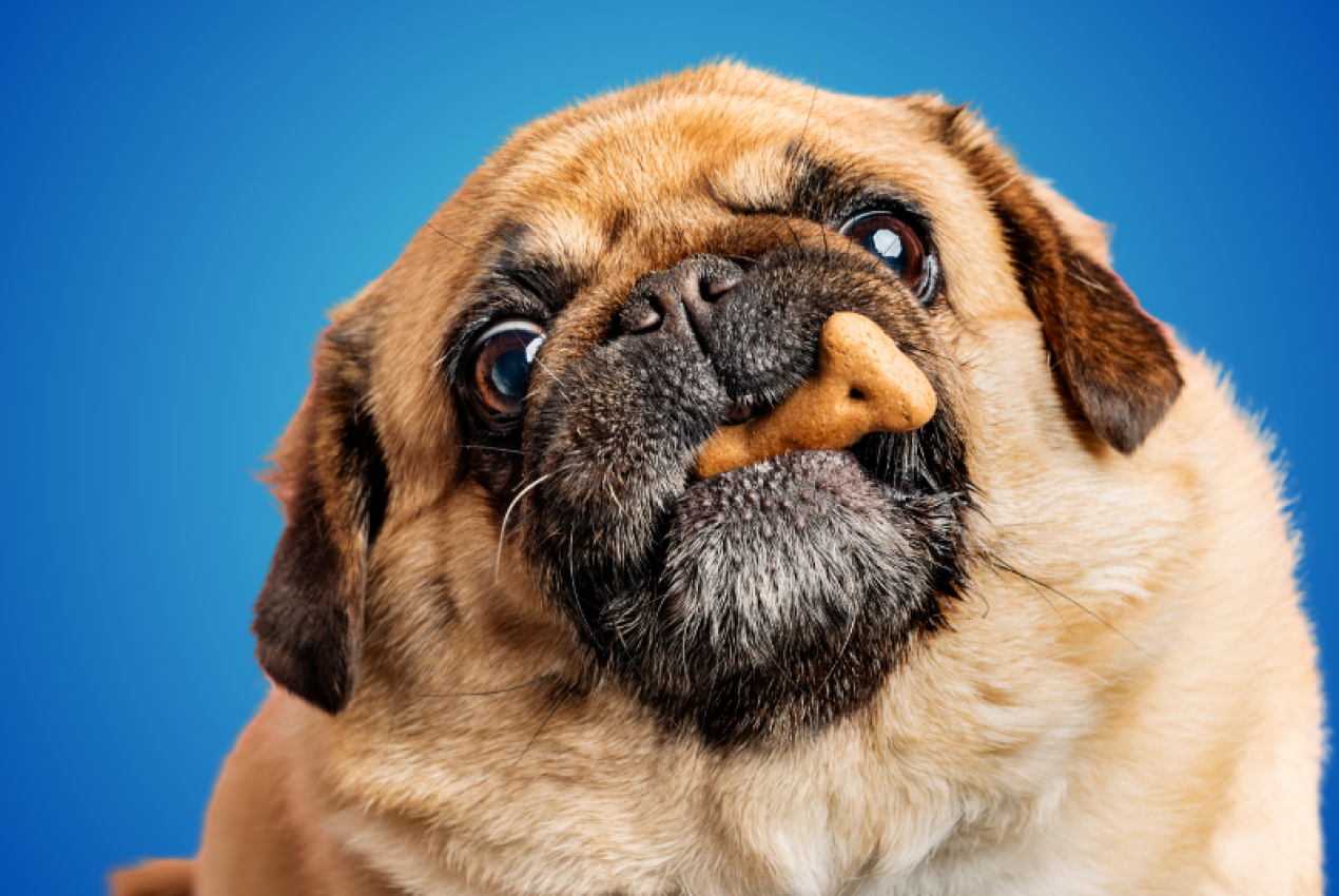 Pet food blog